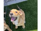 Adopt Ginger a Rhodesian Ridgeback / Staffordshire Bull Terrier dog in Oakdale