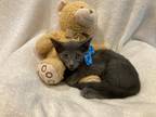 Adopt Ivan a Gray or Blue Russian Blue (short coat) cat in Metairie