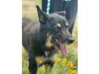 Adopt Max a Black - with Tan, Yellow or Fawn German Shepherd Dog / Mixed dog in