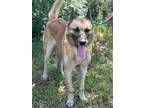 Adopt Lobo a Brown/Chocolate - with Black German Shepherd Dog / Mixed dog in New
