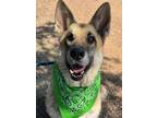 Adopt Toffee a Tan/Yellow/Fawn - with Black German Shepherd Dog / Mixed dog in