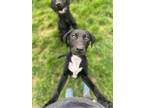 Adopt Panda a Labrador Retriever / Pointer / Mixed dog in Salt Lake City