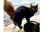 Adopt Fluffer a All Black Domestic Mediumhair (long coat) cat in Franklin