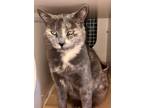 Adopt Minerva a Domestic Shorthair (short coat) cat in Franklin, WV (41494840)