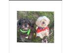 Adopt Carol and Suki BOBDED PAIR a Shih Tzu / Mixed dog in Huntington