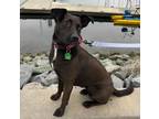 Adopt Masha a Black Labrador Retriever dog in San Diego, CA (41531170)