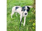 Adopt Minnie a White - with Brown or Chocolate Jack Russell Terrier / Mixed dog