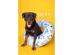 Adopt Ortega a Black - with Brown, Red, Golden, Orange or Chestnut Rottweiler /