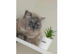 Adopt Belly a Spotted Tabby/Leopard Spotted Persian / Mixed (long coat) cat in