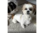 Adopt Simone & Leigha a Shih Tzu / Mixed dog in los angeles, CA (41484124)