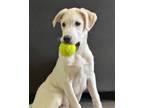 Adopt Marshall a Border Collie dog in Tucson, AZ (41531208)