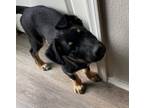 Adopt Chet a Black - with Brown, Red, Golden, Orange or Chestnut Border Collie