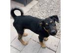 Adopt Anette a Black - with Brown, Red, Golden, Orange or Chestnut Border Collie