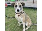 Adopt Callie a Brindle - with White Australian Shepherd / Labrador Retriever /