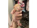 Adopt Adriatic a Orange or Red Tabby Domestic Shorthair / Mixed (short coat) cat