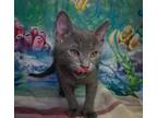 Adopt Dallas Tex a Gray or Blue Russian Blue cat in Richardson, TX (41530916)