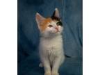Adopt Paris Tex a Spotted Tabby/Leopard Spotted Maine Coon cat in Richardson
