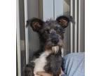 Adopt Simone a Gray/Silver/Salt & Pepper - with Black Schnauzer (Miniature) /