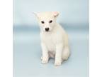 Adopt Kitsune a Tricolor (Tan/Brown & Black & White) Pug / Husky dog in Wolcott