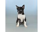 Adopt Cheyenne a Black - with White Pug / Husky dog in Wolcott, CT (41485005)