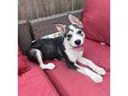 Adopt Bee a Brown/Chocolate Shepherd (Unknown Type) / Husky dog in Wolcott