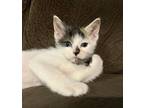Adopt Michelle a Spotted Tabby/Leopard Spotted Domestic Shorthair / Mixed cat in