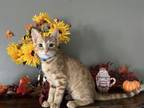 Adopt Leonardo a Spotted Tabby/Leopard Spotted American Shorthair / Mixed cat in