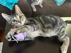 Adopt Giselle a Spotted Tabby/Leopard Spotted American Shorthair / Mixed cat in
