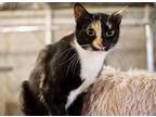 Adopt Marie (BONDED PAIR) a Black (Mostly) Domestic Shorthair / Mixed (short