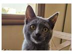 Adopt Cookie (BONDED PAIR) a Gray or Blue Domestic Shorthair (short coat) cat in