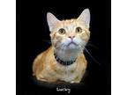 Adopt Lucky a Domestic Shorthair / Mixed cat in Hot Springs Village