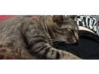 Adopt Artemis a Brown Tabby American Shorthair / Mixed (medium coat) cat in