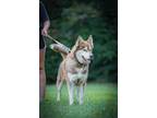 Adopt Azure a Red/Golden/Orange/Chestnut Husky / Mixed dog in Garner