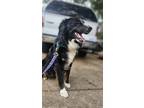 Adopt Matty a Black - with White Australian Shepherd / Border Collie dog in