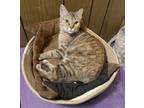 Adopt Sally meet 5/31 a Calico or Dilute Calico Domestic Shorthair (short coat)