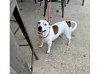 Adopt Bella a White - with Tan, Yellow or Fawn Jack Russell Terrier / Smooth Fox