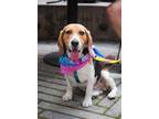 Adopt Bruno a White - with Tan, Yellow or Fawn Beagle / Basset Hound dog in New
