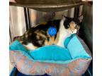 Adopt Cleo DB a Domestic Shorthair / Mixed (short coat) cat in Lyman