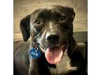 Adopt Stella a Black - with White Labrador Retriever / Pit Bull Terrier dog in