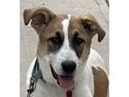 Adopt Melvin a White - with Tan, Yellow or Fawn Great Pyrenees dog in Syracuse