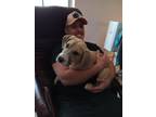 Adopt Frankie a Great Dane / Pit Bull Terrier dog in Gig Harbor, WA (41530808)