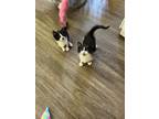 Adopt Cassie & Macy a Black & White or Tuxedo Domestic Mediumhair (medium coat)