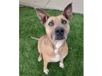 Adopt Shiloh a Brown/Chocolate - with White Labrador Retriever / Mixed Breed