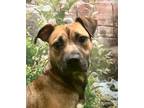 Adopt Cianna a Brown/Chocolate - with Black Shepherd (Unknown Type) / Boxer dog