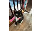 Adopt Lily & Crocus a Black & White or Tuxedo Domestic Shorthair (short coat)