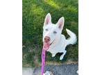 Adopt Flurry a White Husky / Mixed Breed (Medium) dog in Saugus, MA (41484903)