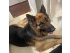 Adopt Bear a Black - with Tan, Yellow or Fawn German Shepherd Dog / Mixed dog in