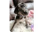 Adopt Truffle a Catahoula Leopard Dog / Mixed Breed (Medium) dog in Amesbury