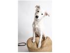 Adopt June Bug a White Border Collie dog in Amesbury, MA (41484866)