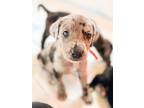 Adopt Nougat a Catahoula Leopard Dog / Mixed Breed (Medium) dog in Amesbury
